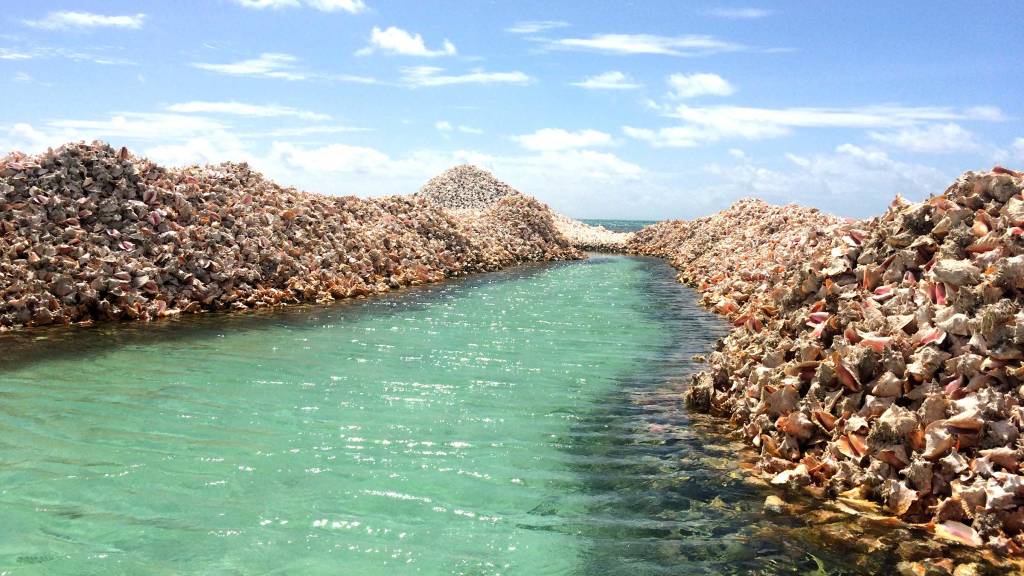 Anegada Conch Shells