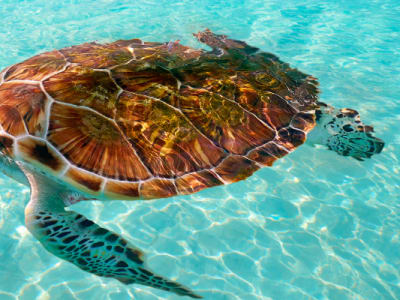 banners 1200 x 400_OCEAN PROMISE
