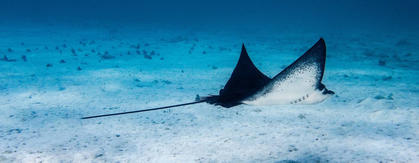 Tahiti