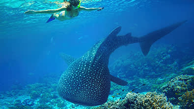 shark diving 