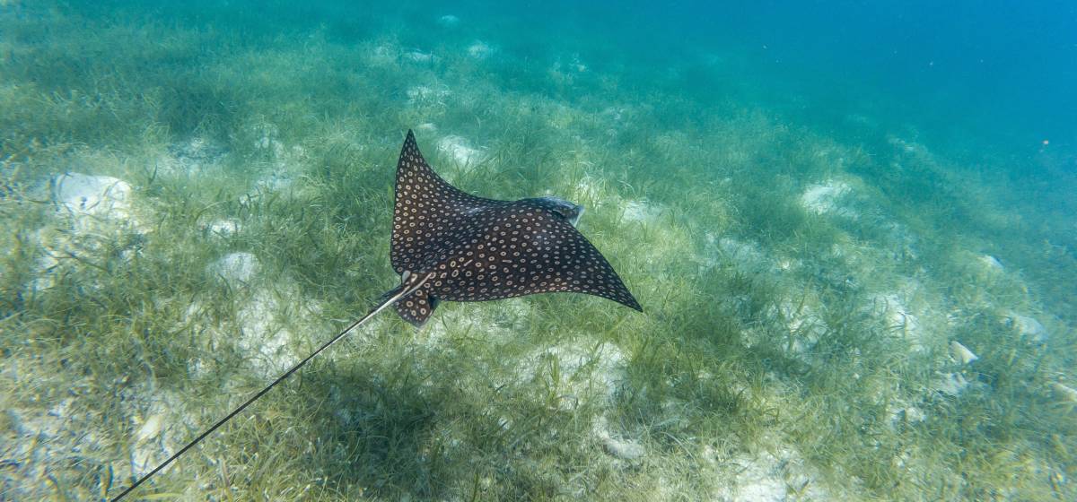 Best Diving in Belize