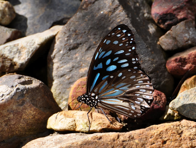 butterfly_bay_butterfly_sm