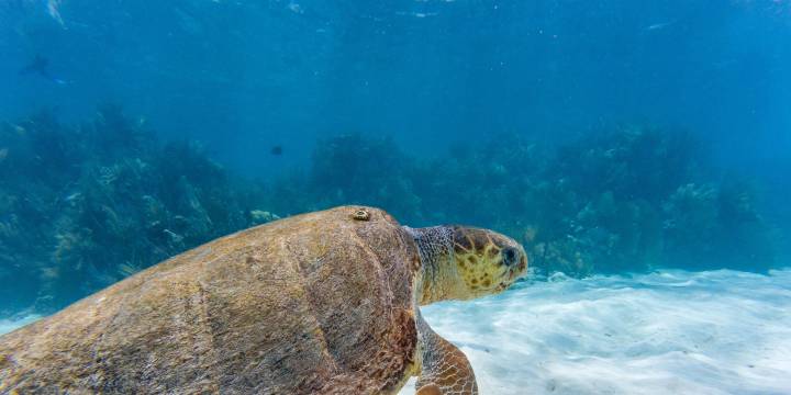 14 Day Belize Bareboat Itinerary