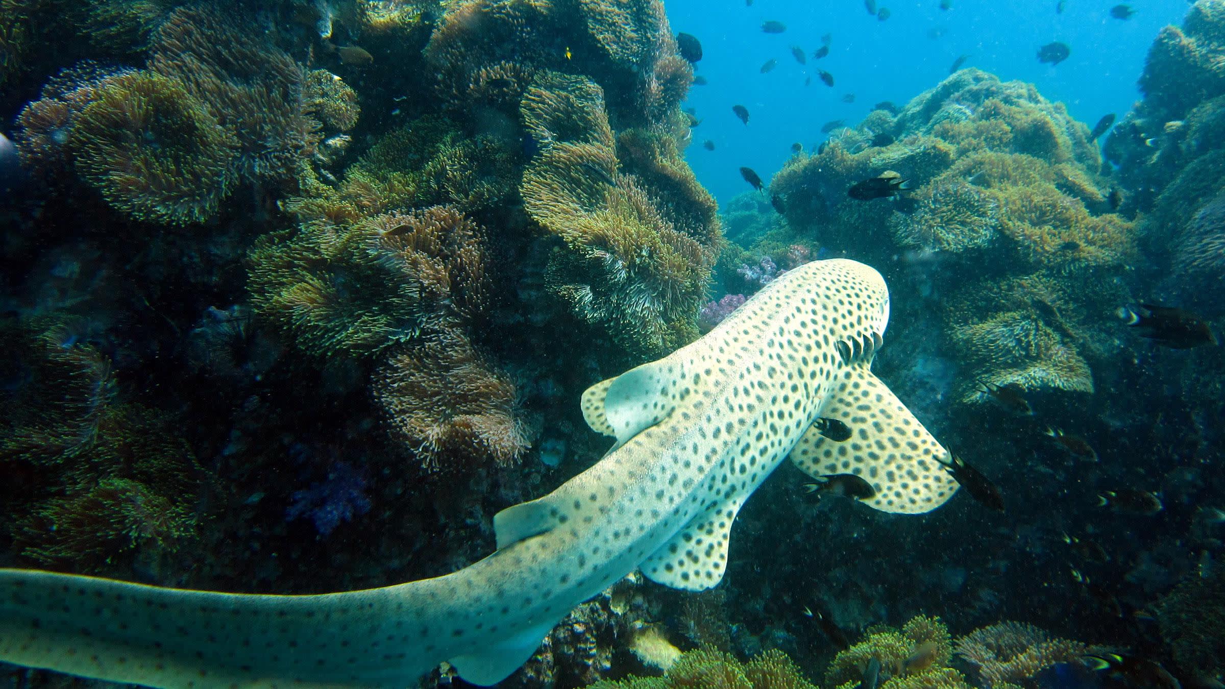 leopard-shark-scuba-diving-in-thailand-copyright-lostintransition-flickr-2400x1350-web