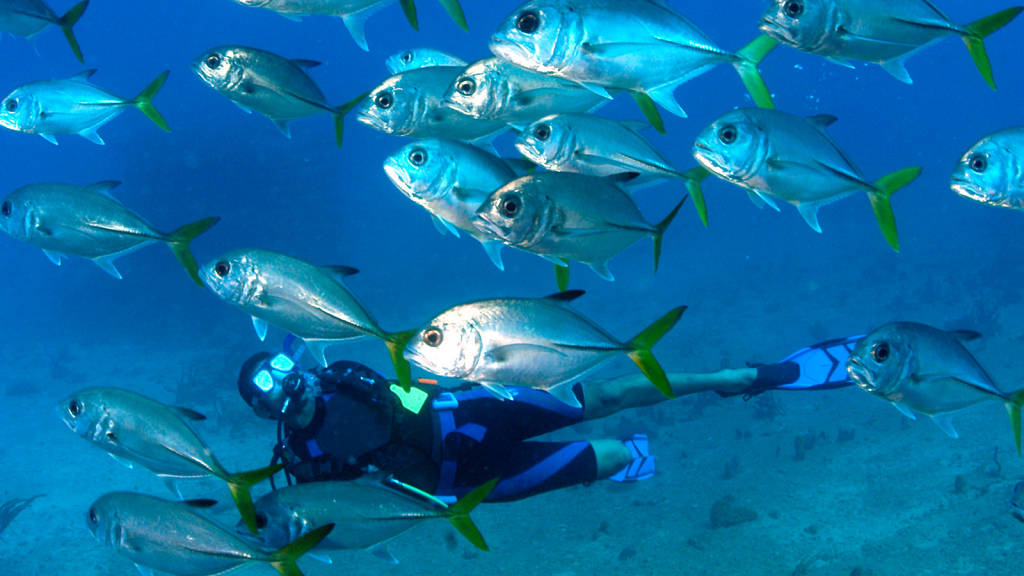 ss_us_1780_0418_blog-best-diving-in-the-caribbean_16x9_1_1