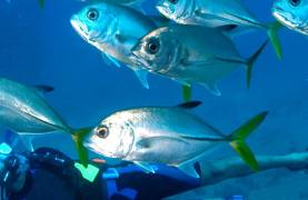 School of silver fish with yellow tail
