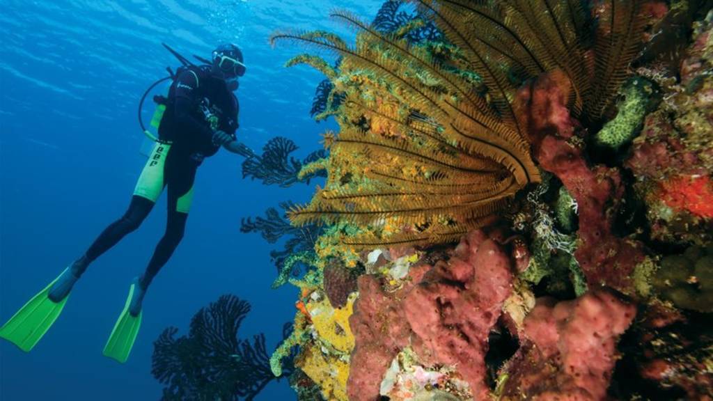 ssuk_3966_1218_st-lucia-blog_diving_2400x1350px