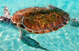 Sustainable Travel