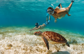 Turtle diving